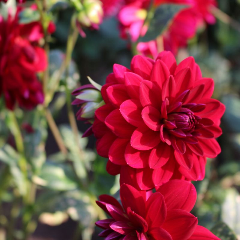 dahlia_dahlia-hortensis