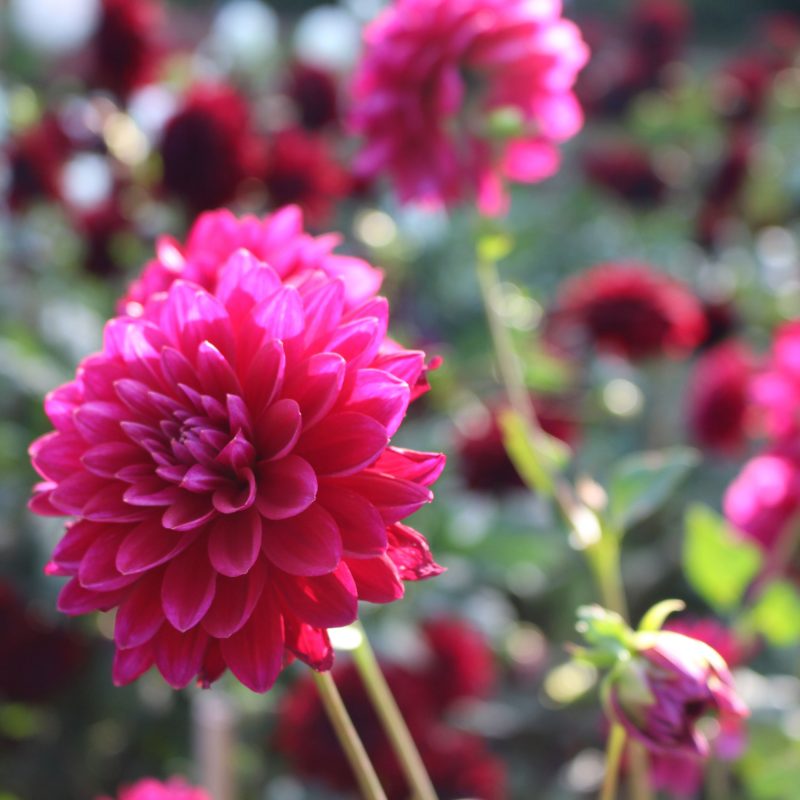 dahlia_dahlia-hortensis