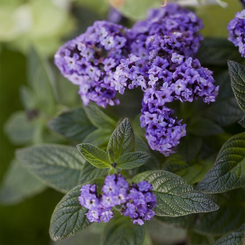 heliotrop_heliotropium-arborescens