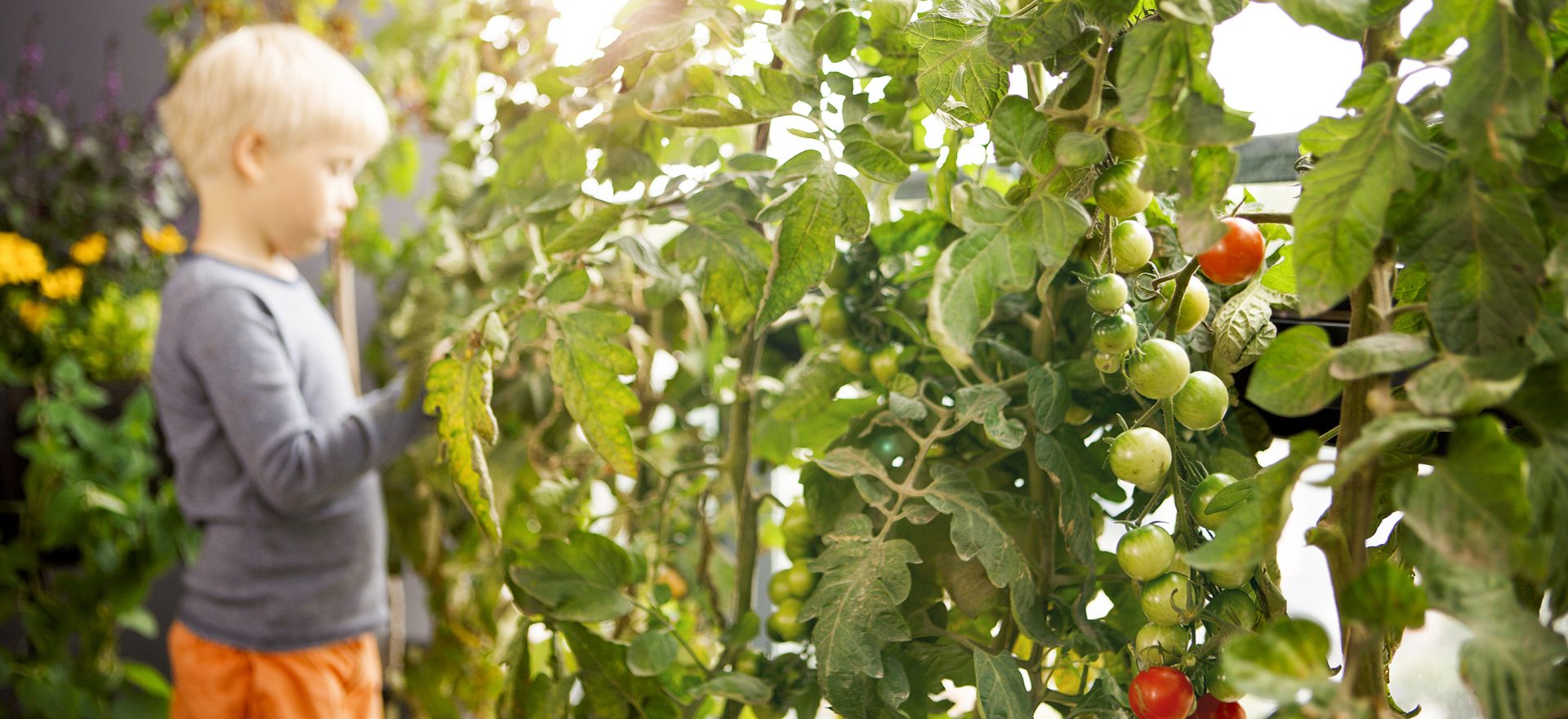 Odla tomater på balkongen