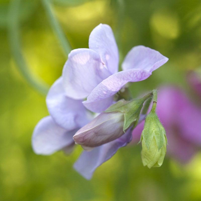 luktärt_lathyrus