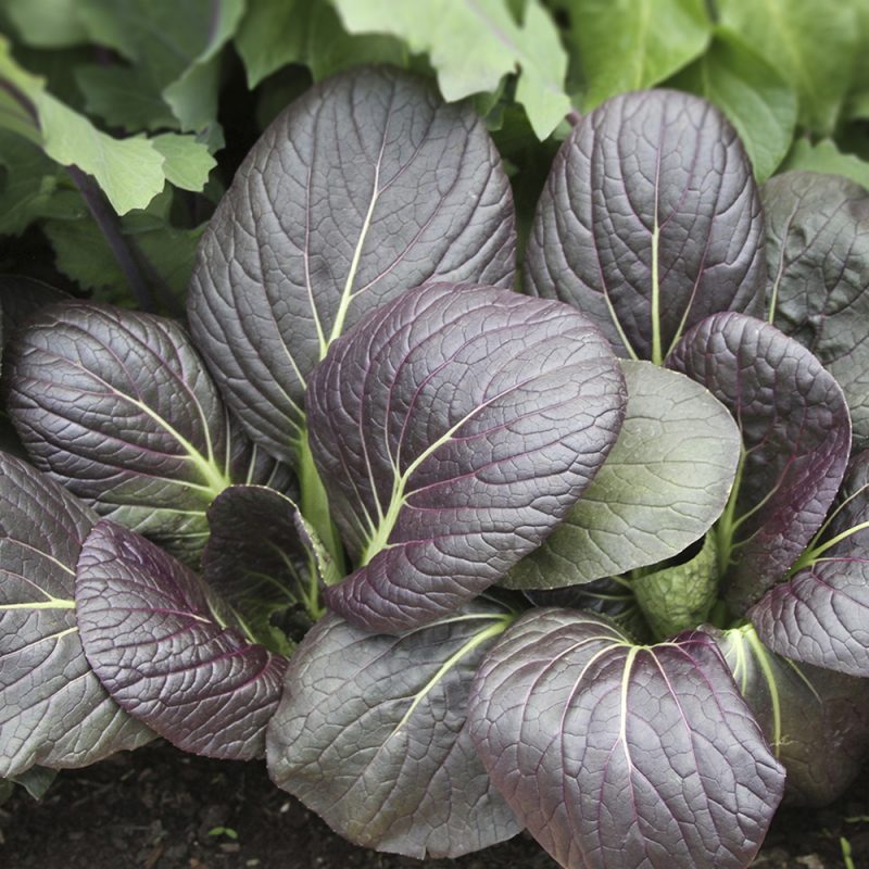 pak-choi_brassica-rapa-chinensis