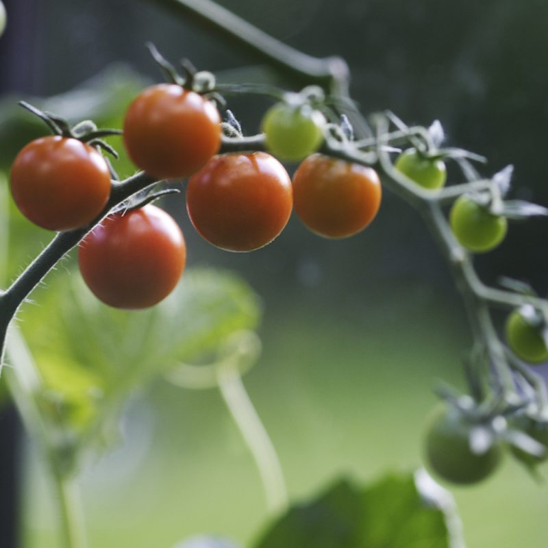 tomat_solanum-lycopersicum