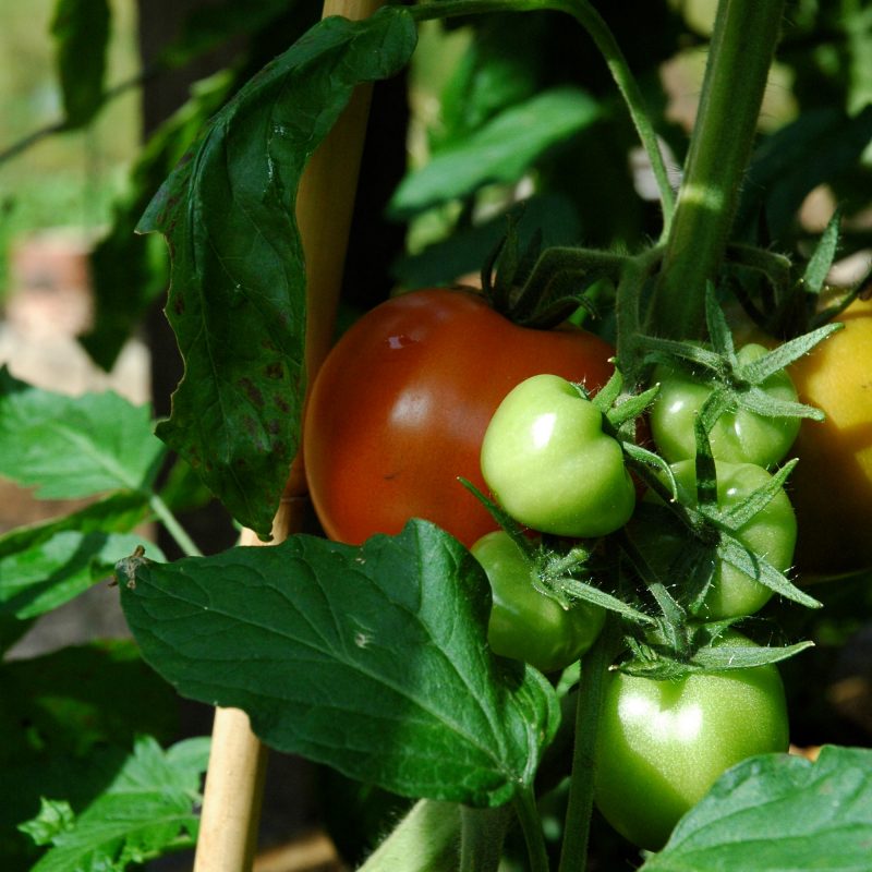 tomat_solanum-lycopersicum