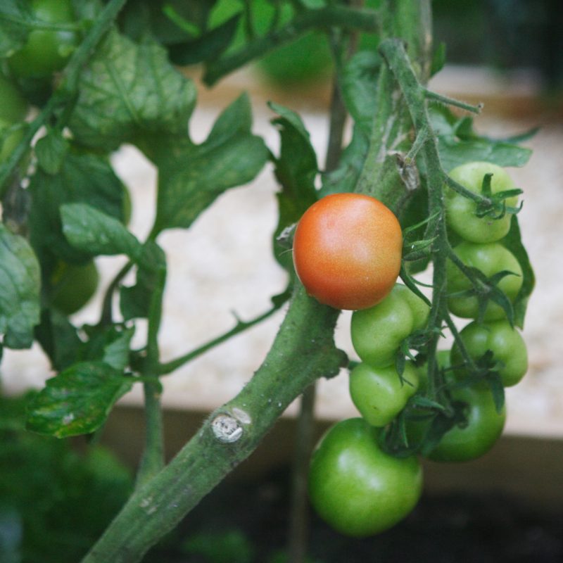 tomat_solanum-lycopersicum