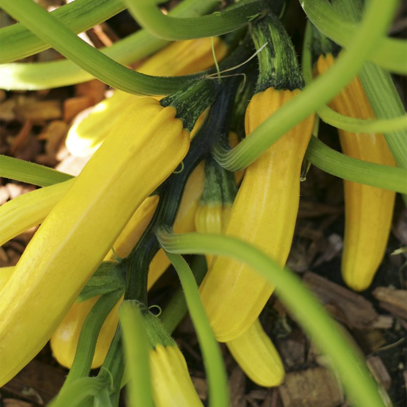 hasselfors-garden_cucurbita-pepo