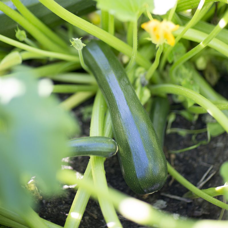 hasselfors-garden_cucurbita-pepo