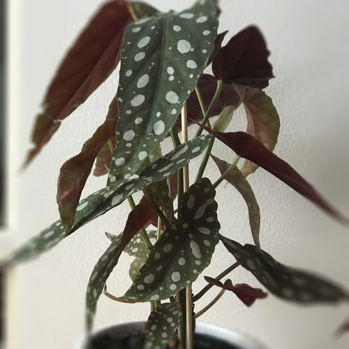 Forellbegonia-begonia-maculata-Hasselfors Garden