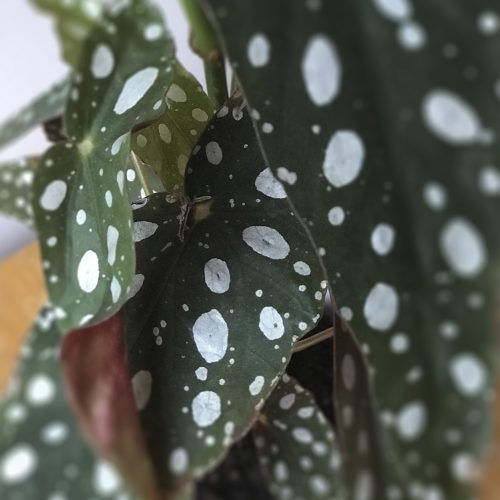 Forellbegonia-begonia-maculata-Hasselfors Garden