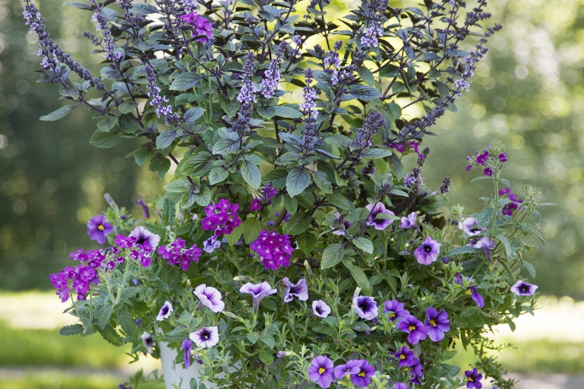 Lila sommarblommor plantering