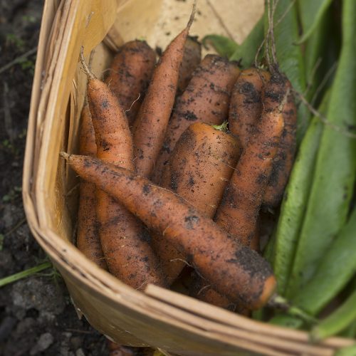 Morot_daucus-carota-ssp-sativus_HFG_1-500x500