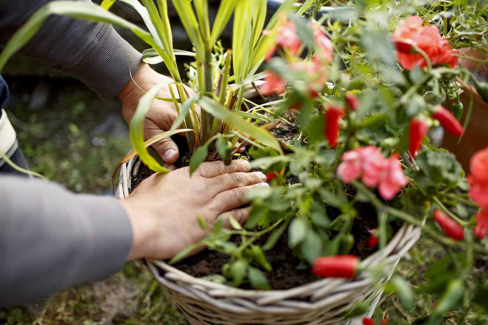 Tips för plantering i kruka