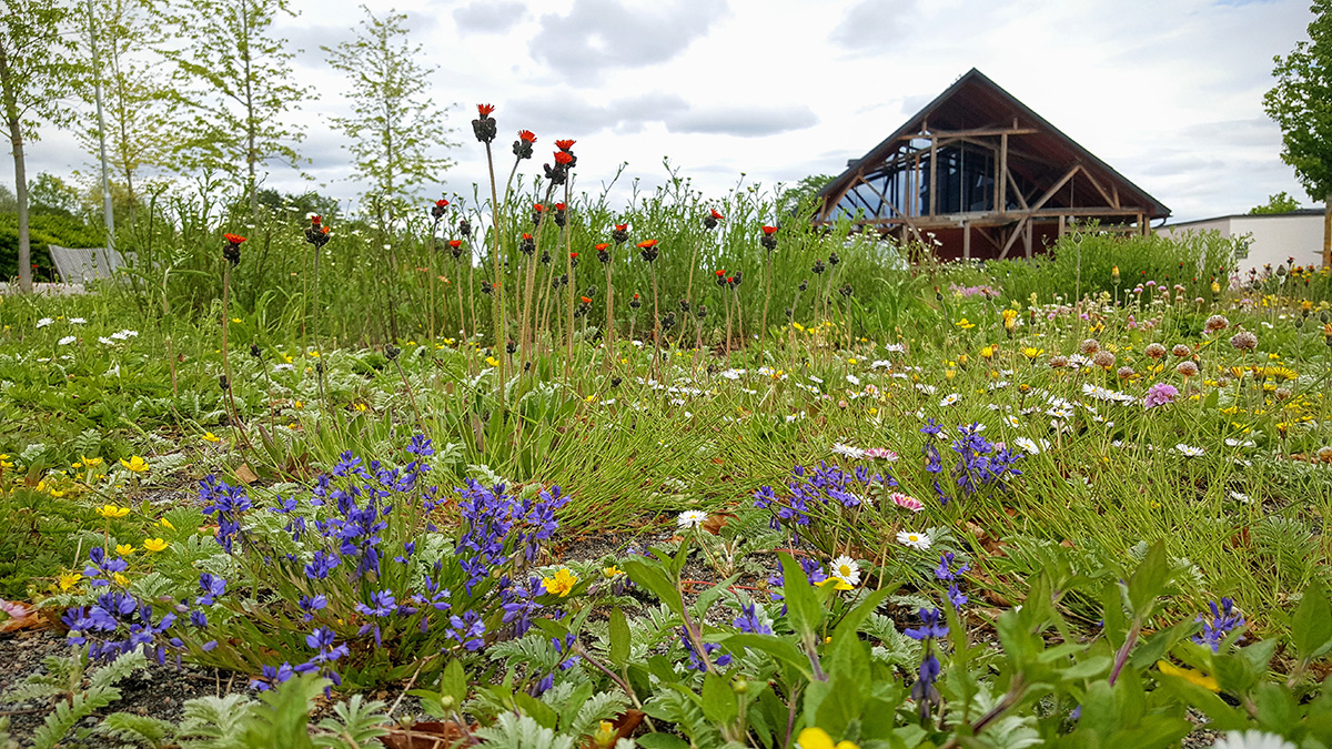 Artrik matta får campus att blomstra