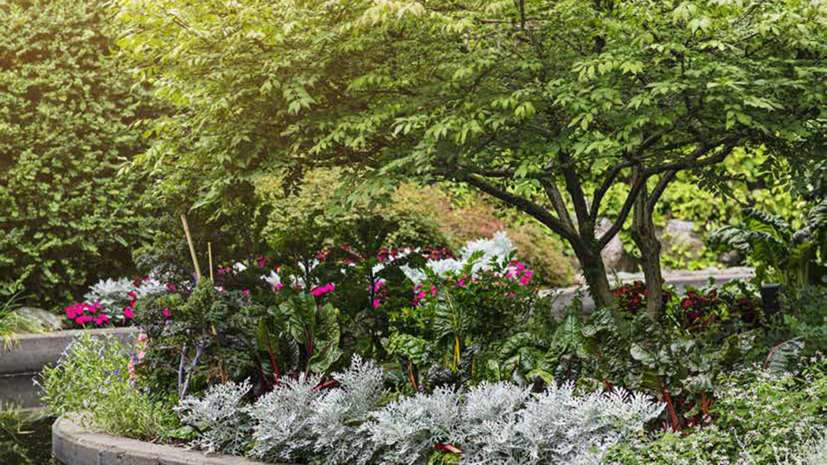 Chanslöst rotogräs!