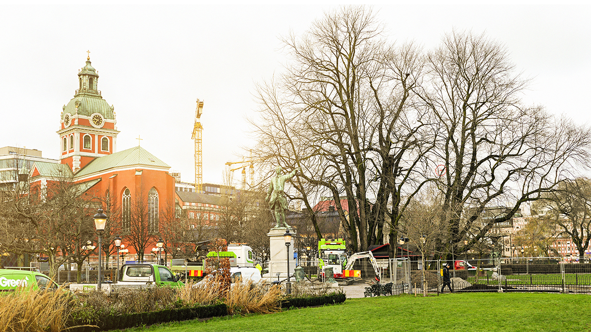 Så här bevarades 150-åriga almar i Kungsträdgården