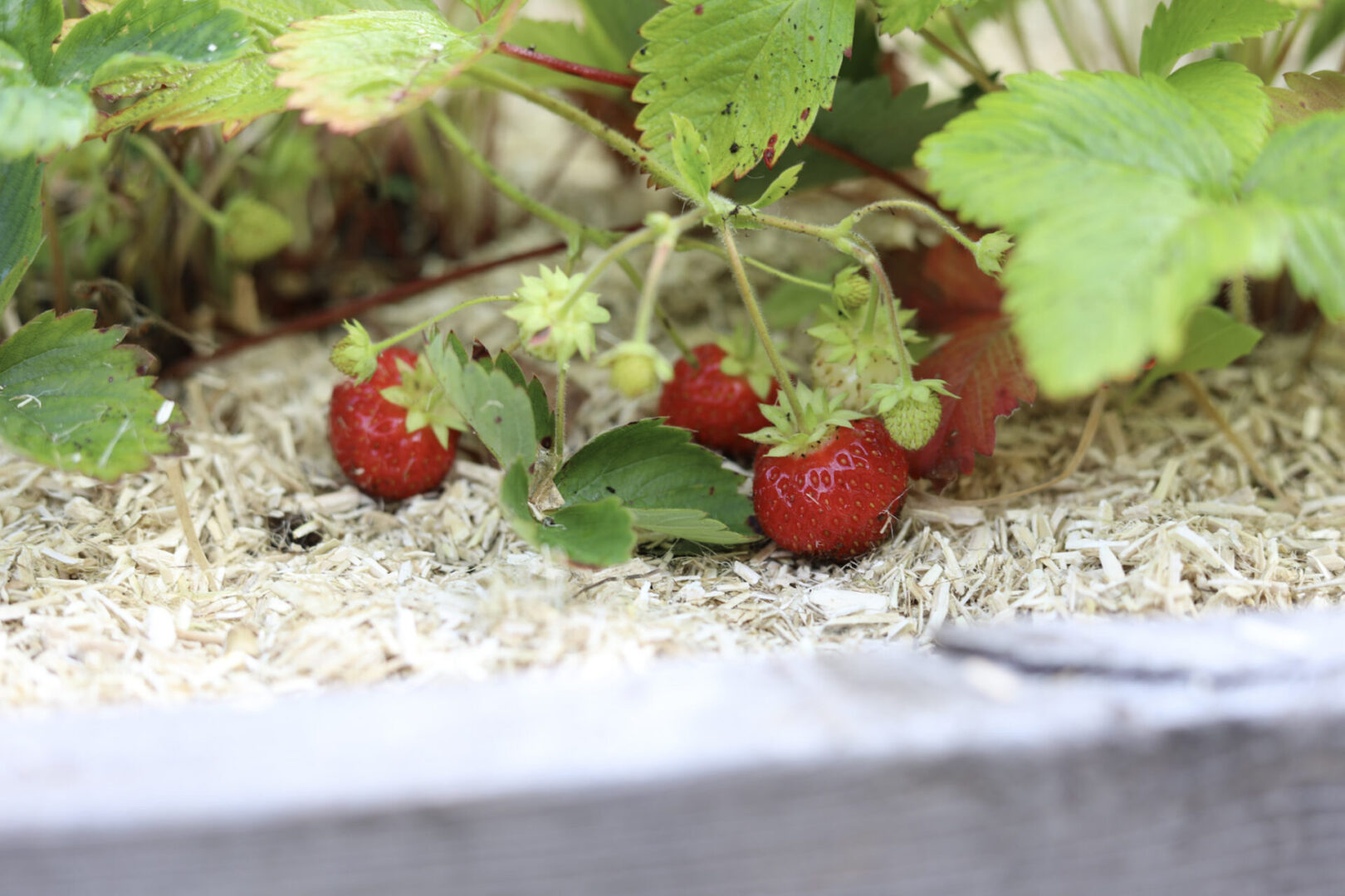 Enkla tips för att lyckas med jordgubbar