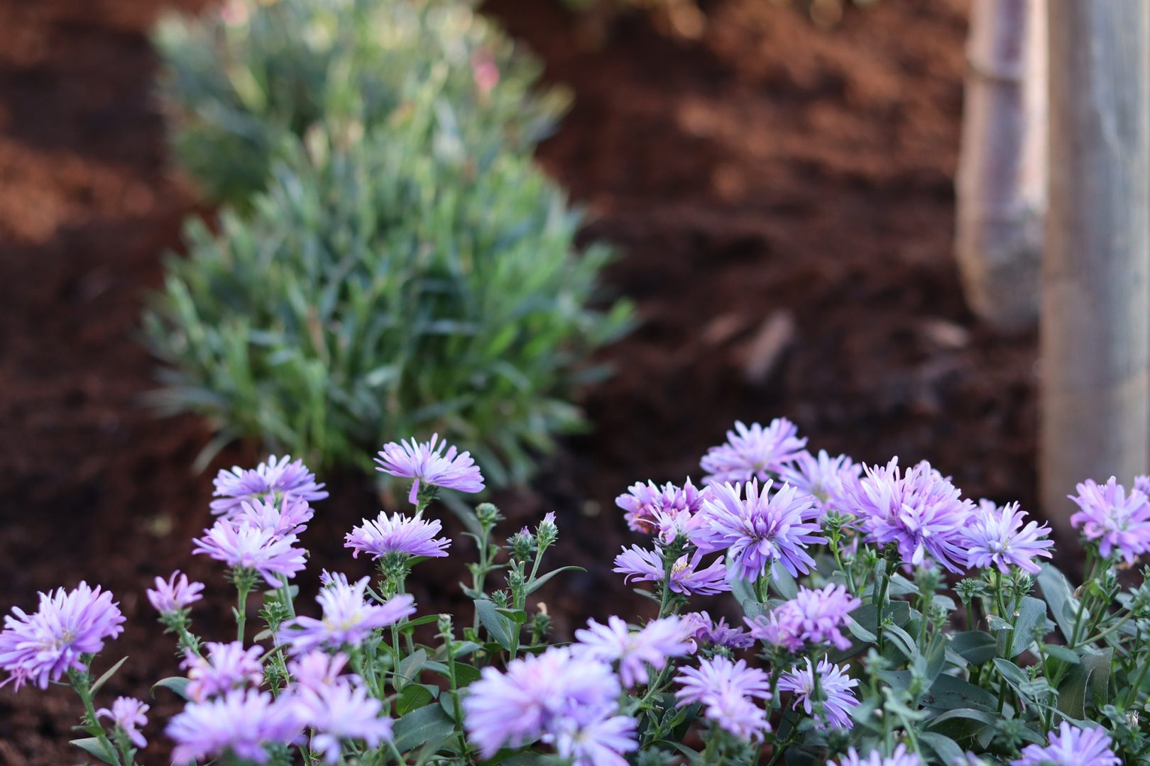 Från fönsterbrädan i stan till att anlägga en hel trädgård på landet