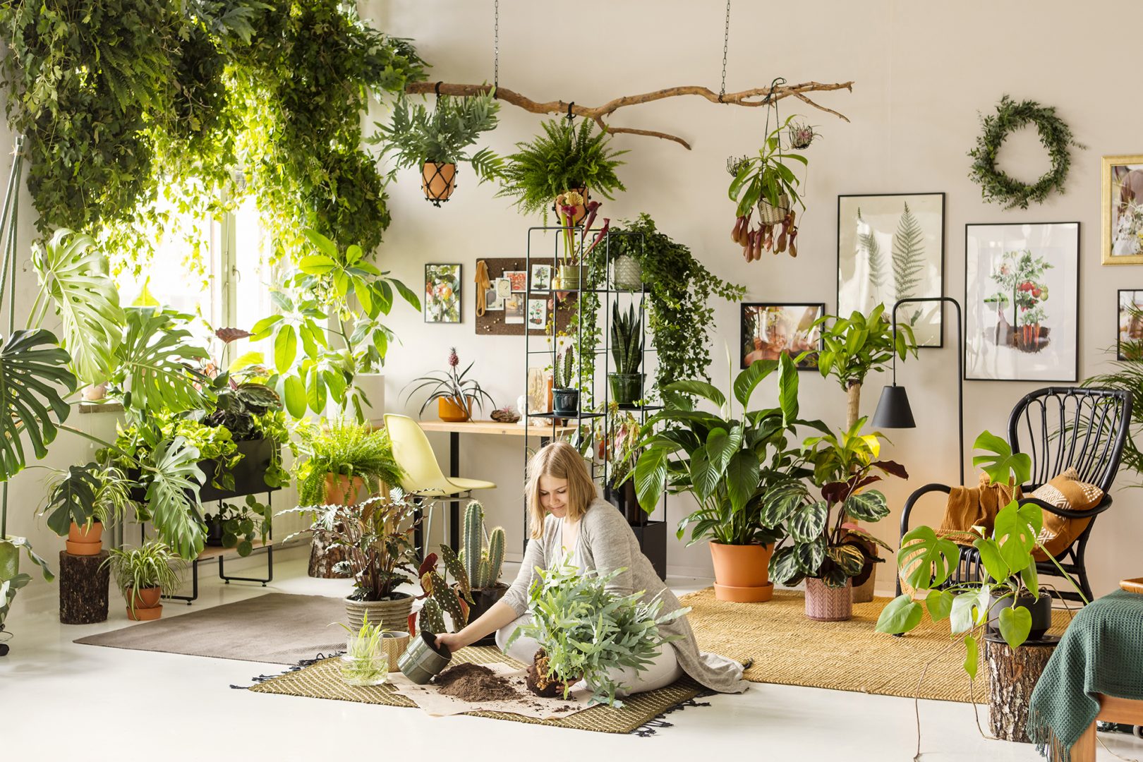 Tips och råd på hur du planterar gröna växter inomhus
