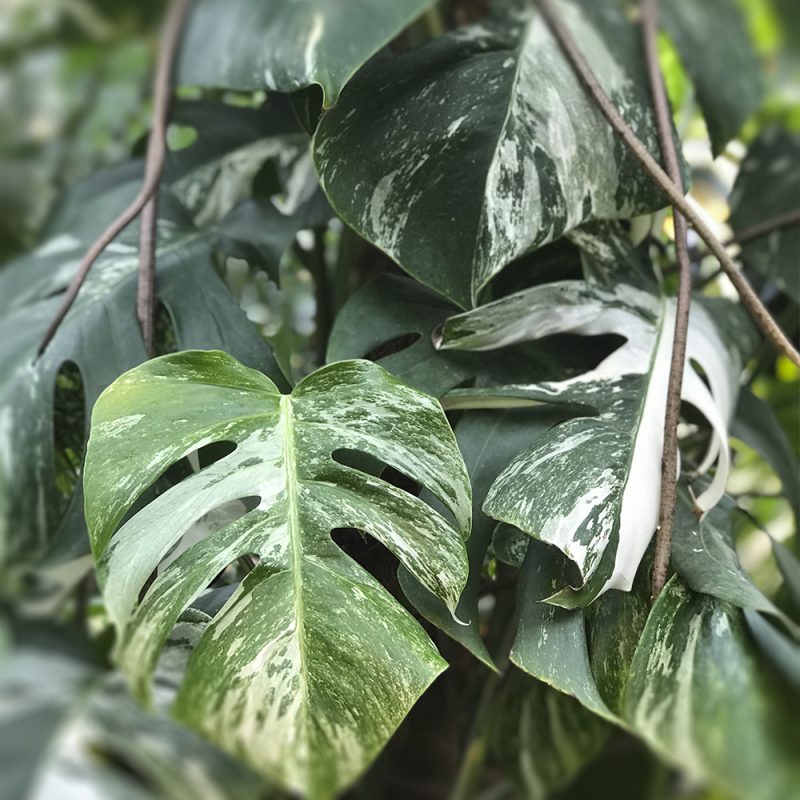 monstera deliciosa variegata