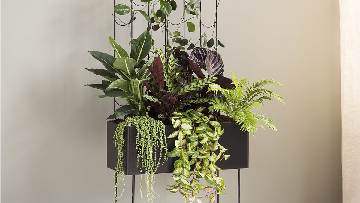 Så skapar du djungelkänsla inomhus