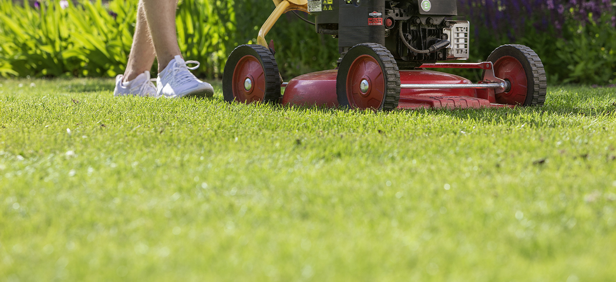 Hur tar jag hand om gräsmattan under sommaren?