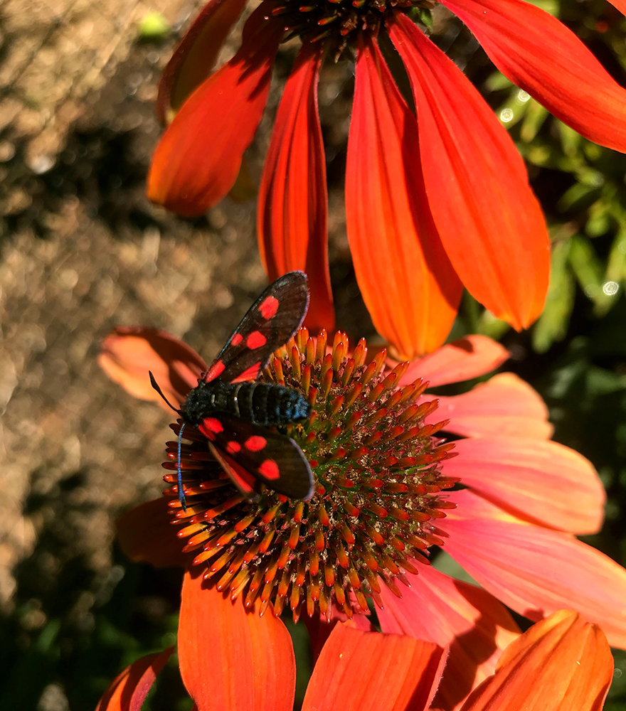 Gör det trivsamt för pollinatörer