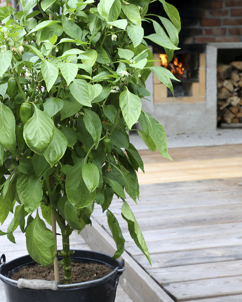 Skötselråd av paprika