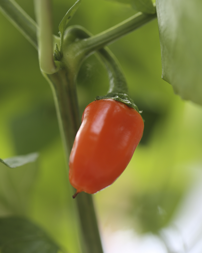 Plantering av paprika