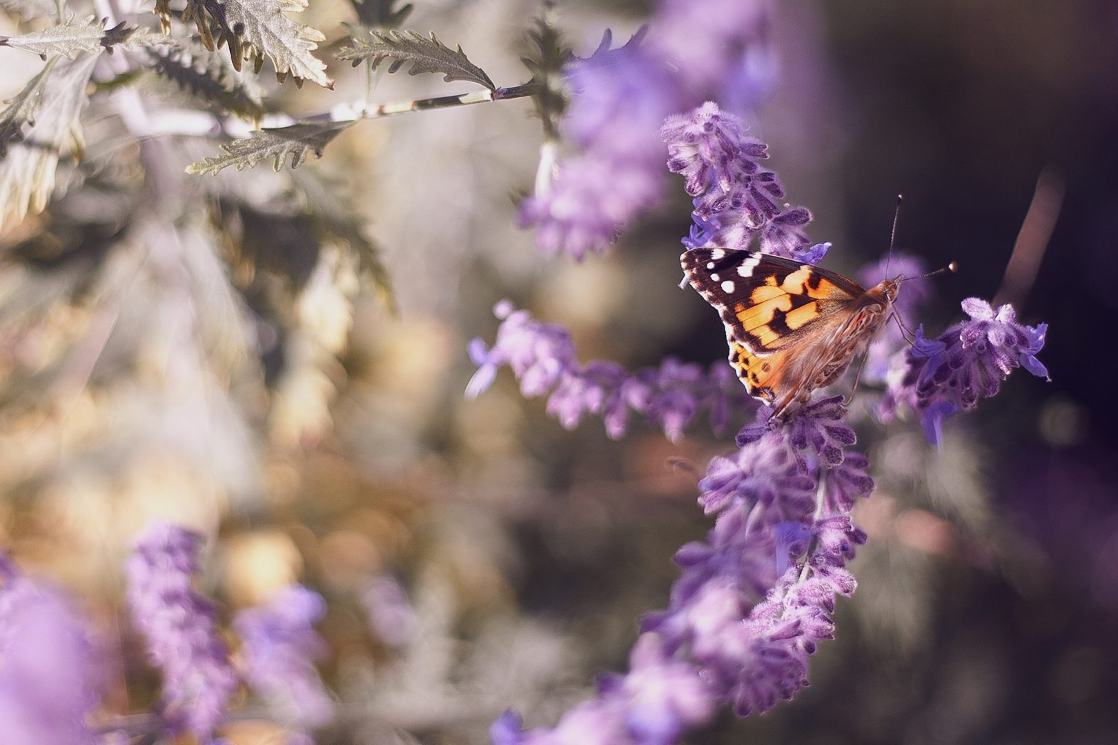 Pollinatör