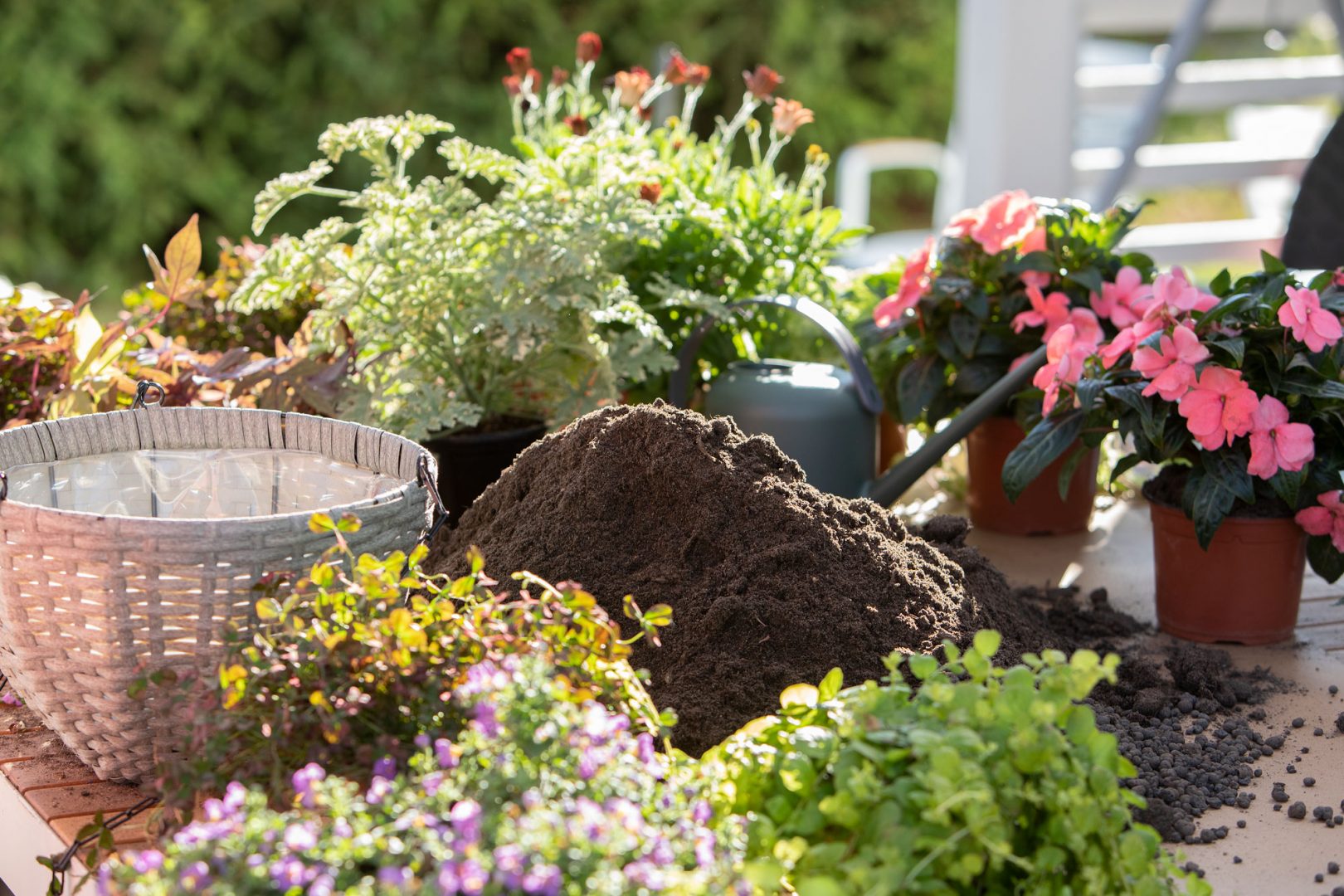 Njut av fantastiska sommarblommor i ampel
