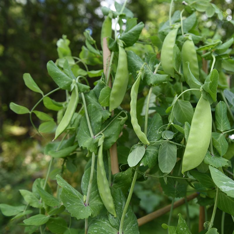 Skördeklar planta av sorten Lokförare Bergfälts Jätteärt