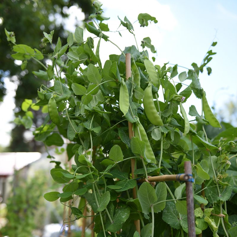 Gråärt, Lokförare Bergfälts jätteärt, fullvuxen planta