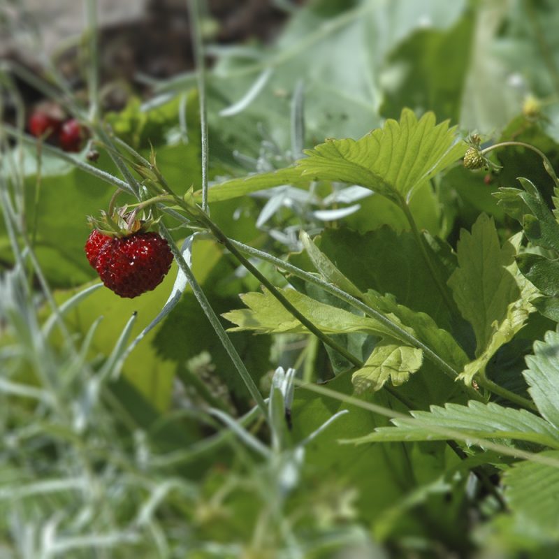 Skötselråd och plantering av trädgårdssmultron