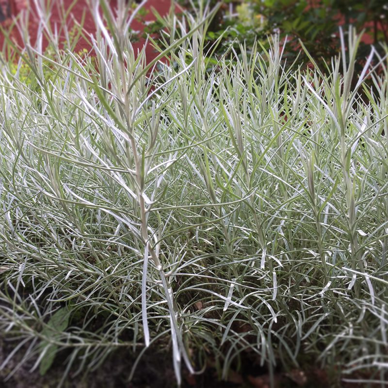 Skötselråd och plantering av Curreternell eller Curryört