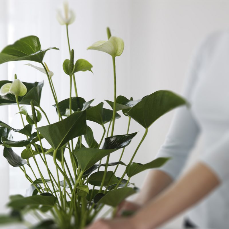 Enkla skötselråd och plantering av rosenkalla