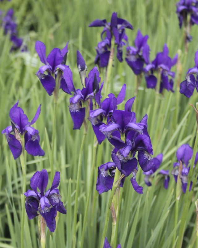Skötselråd och plantering av Japansk iris