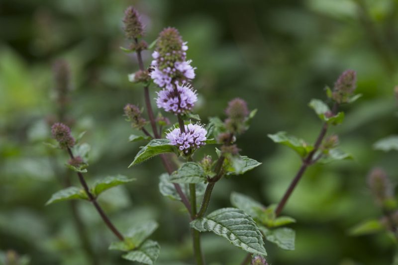 Skötselråd och plantering av pepparmynta