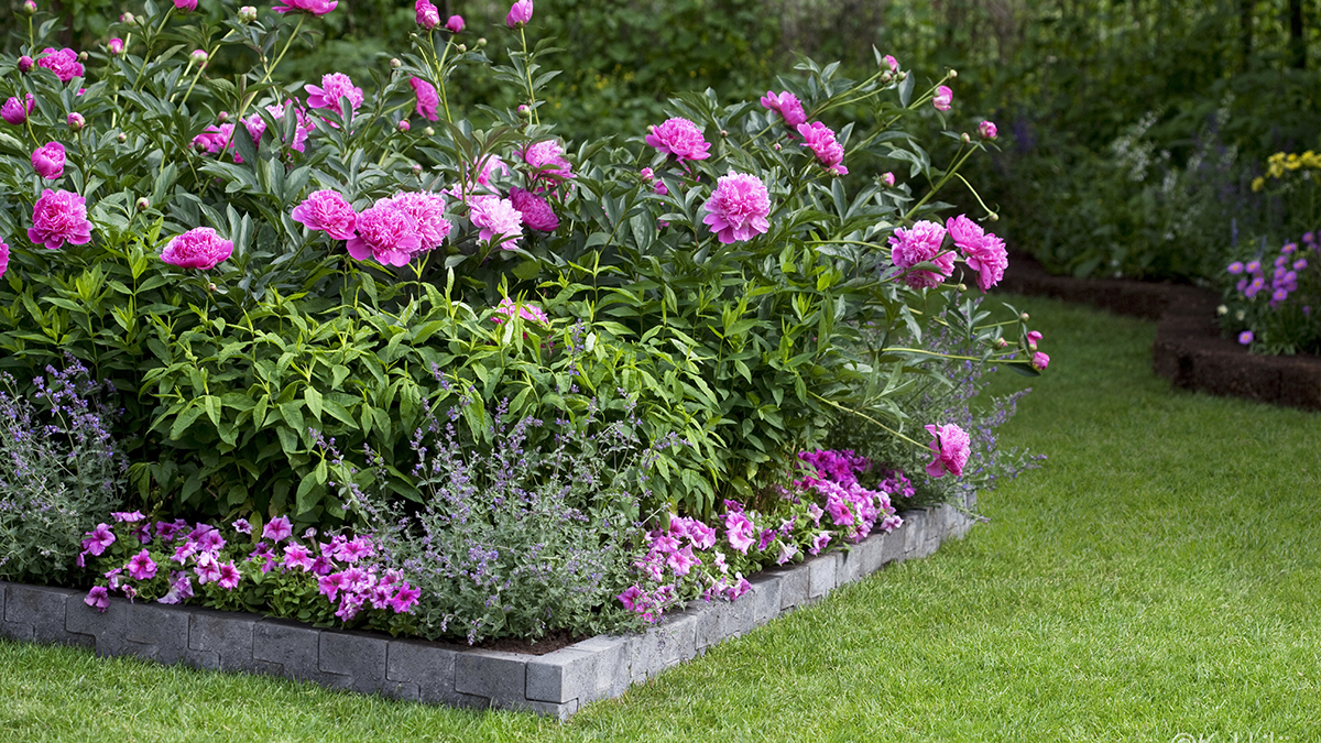 Plantera perenner för en lättskött blomsterbädd