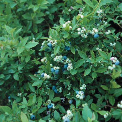 Enkla skötselråd och plantering av blåbärsbuske