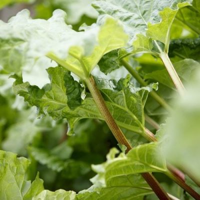 Skötselråd och plantering av rabarber