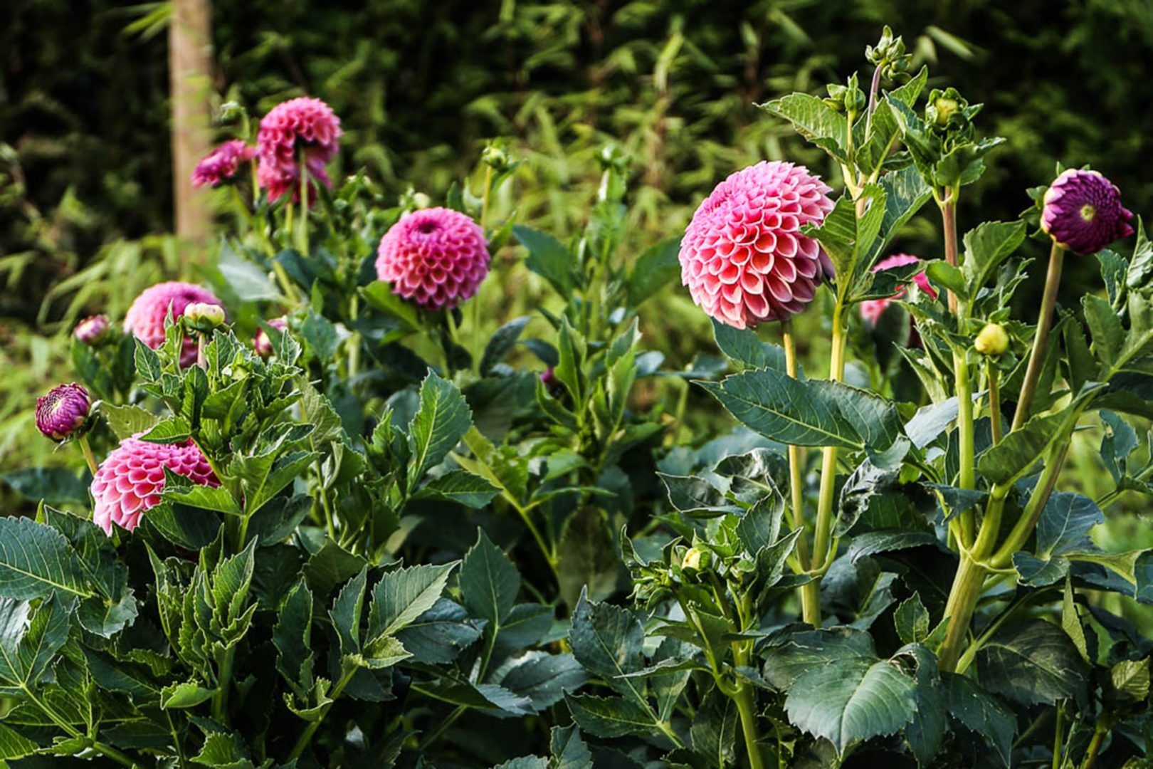 Tips och råd på hur du tar hand om dina sommarblommor