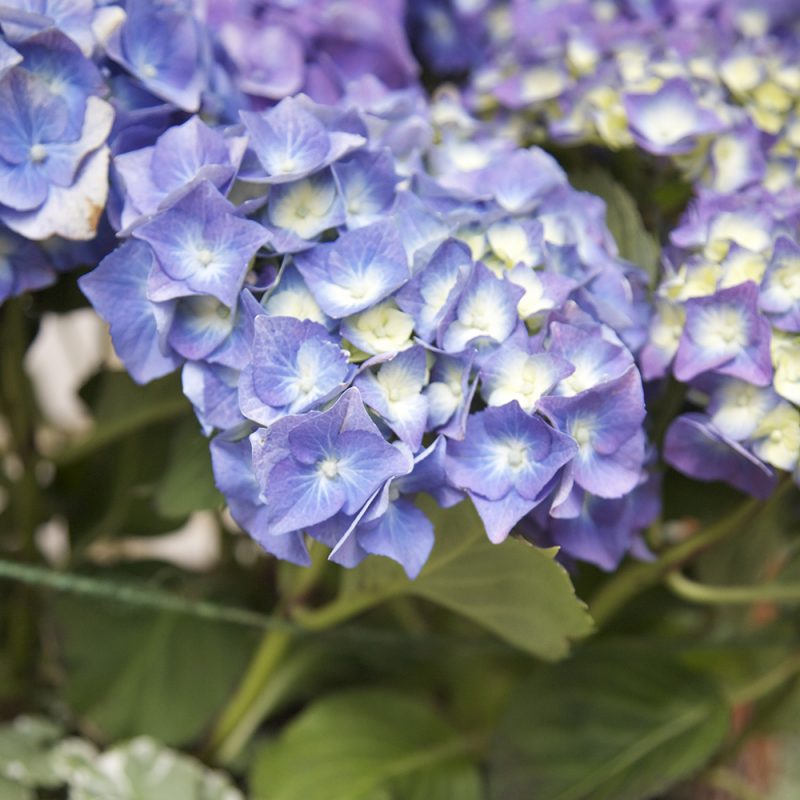 Blommande blå Hortensia