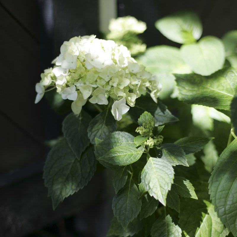 En vit hortensiablomma med gröna blad