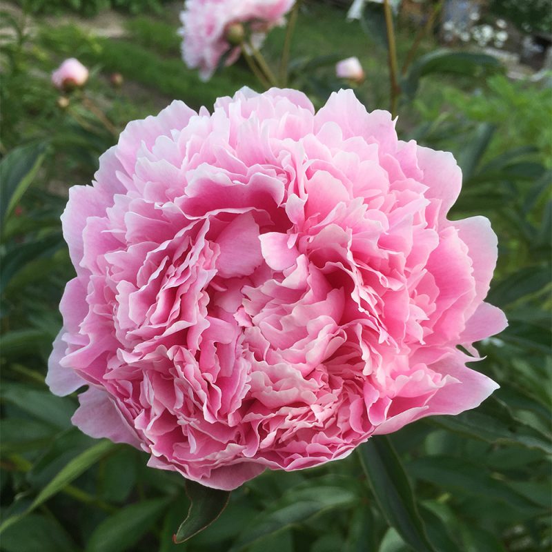 Paeonia lactiflora Luktpion