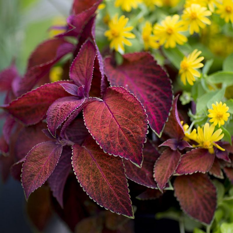 Roströd Palettblad med gula sommarblommor