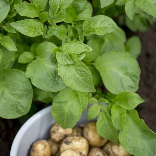 potatisplanta som står vid en skål med potatis i