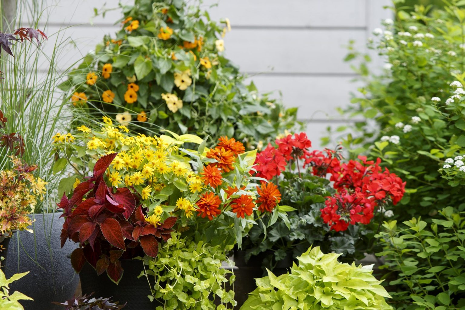 Plantera i kruka Hasselforsgarden.se