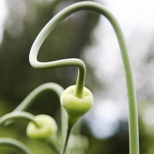 Garlic flowerbuds