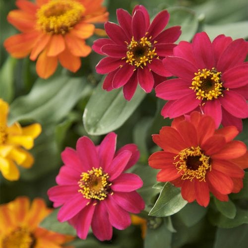 Red, orange, pink and yellow Zinnia flowers