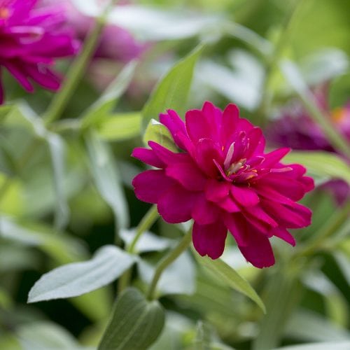 Rosa Zinnia blomma